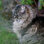 Sissel_20