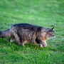 Sissel_3