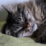 Sissel_6