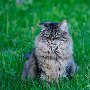 Sissel_8