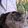 sissel_15