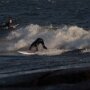 Surfers