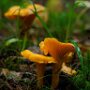 Chanterelle